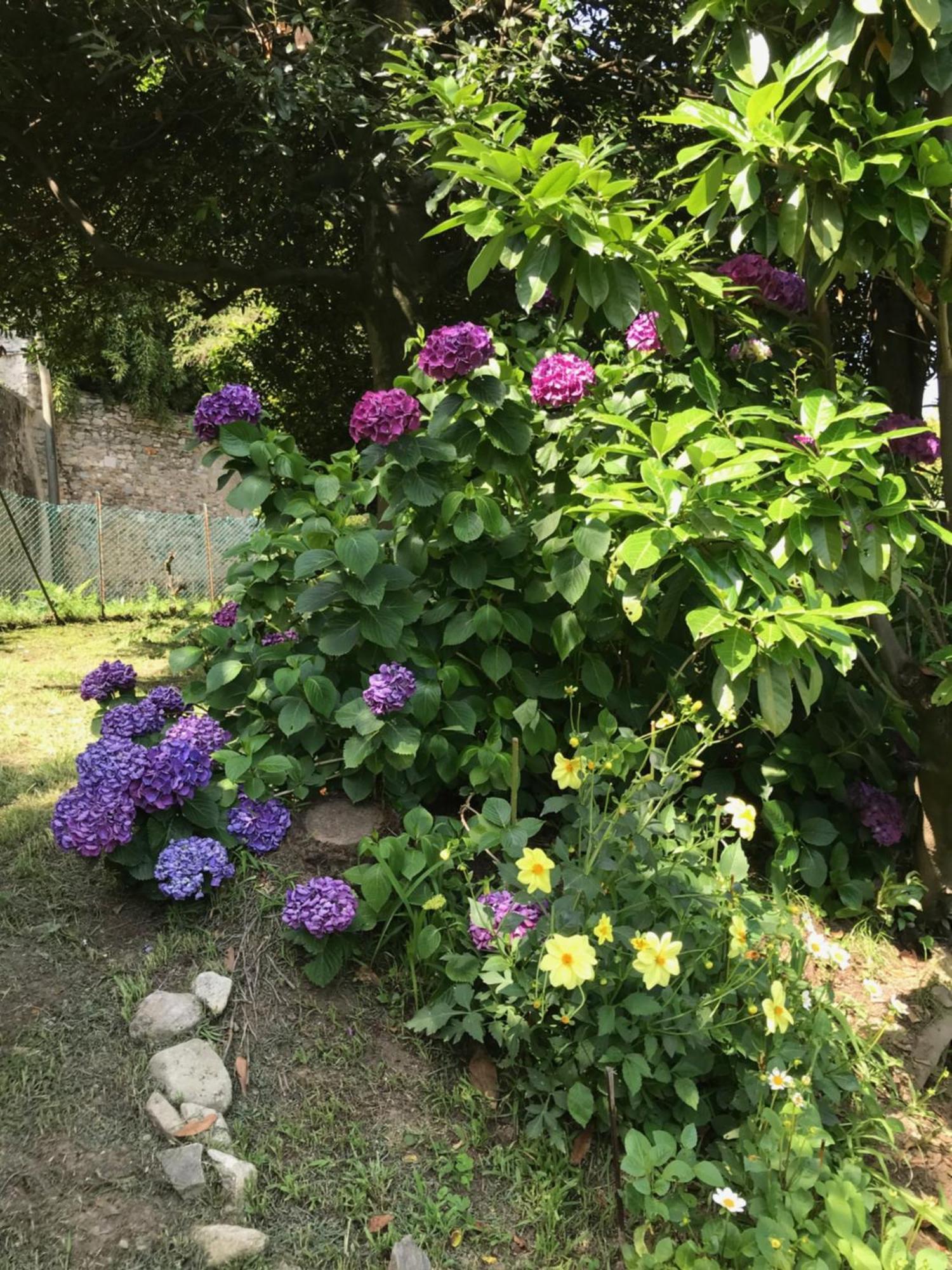 Appartamento La Camelia Ameno Buitenkant foto